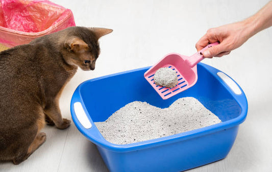 cat litter box