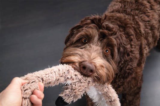 Natural rubber dog toy for safe chewing