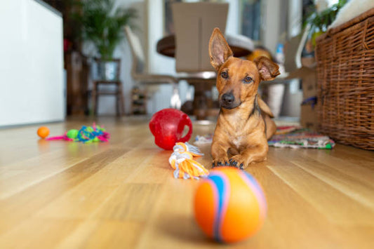 Durable rubber dog toy with textured surface for extended play