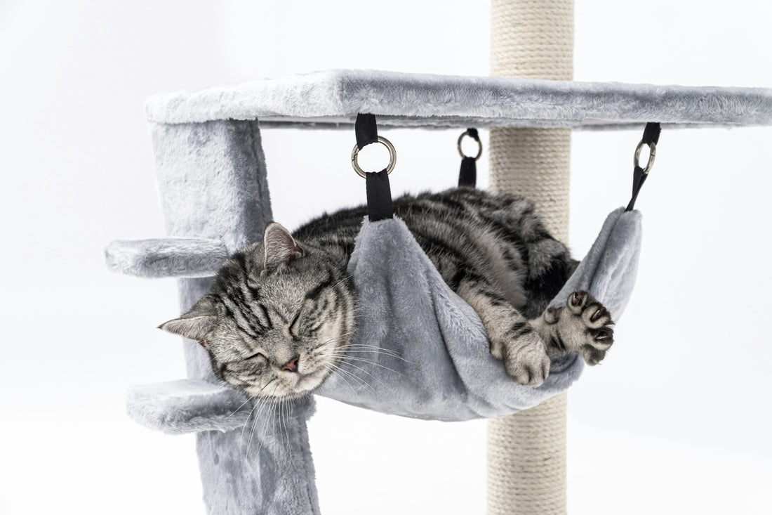 How to Choose the Perfect Cat Tree for Your Kitty