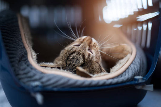 Cat carrier with mesh sides for improved airflow