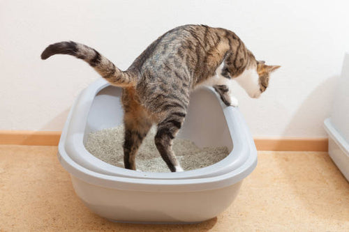 A cat is using cat litter tray