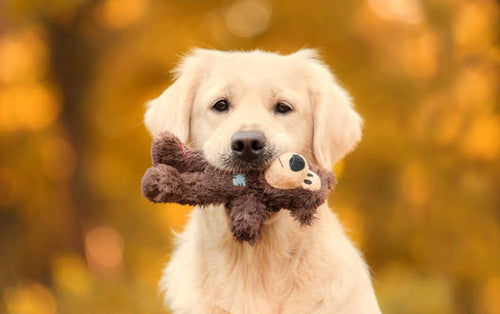 Golden retriever holding a plush dog toy outdoors