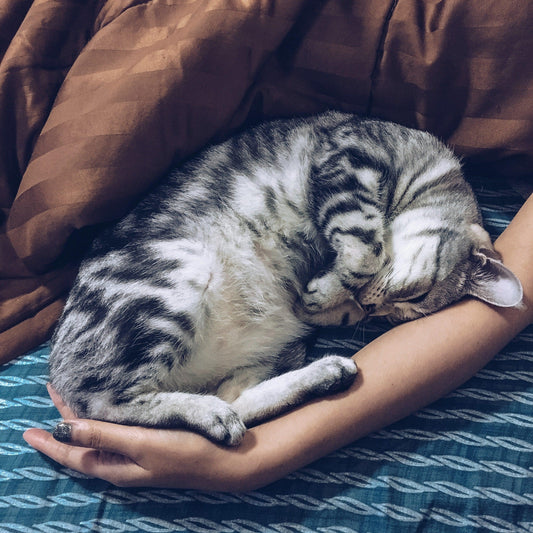 Pet Necessities - PawPawUp