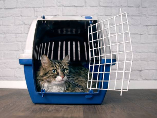 Portable cat carrier with padded interior and sturdy handles