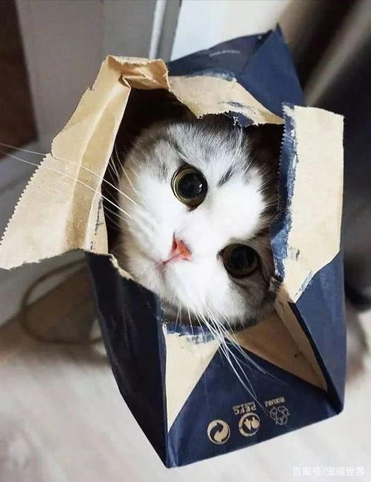 Why Are Cats So Addicted to Paper Boxes? - PawPawUp