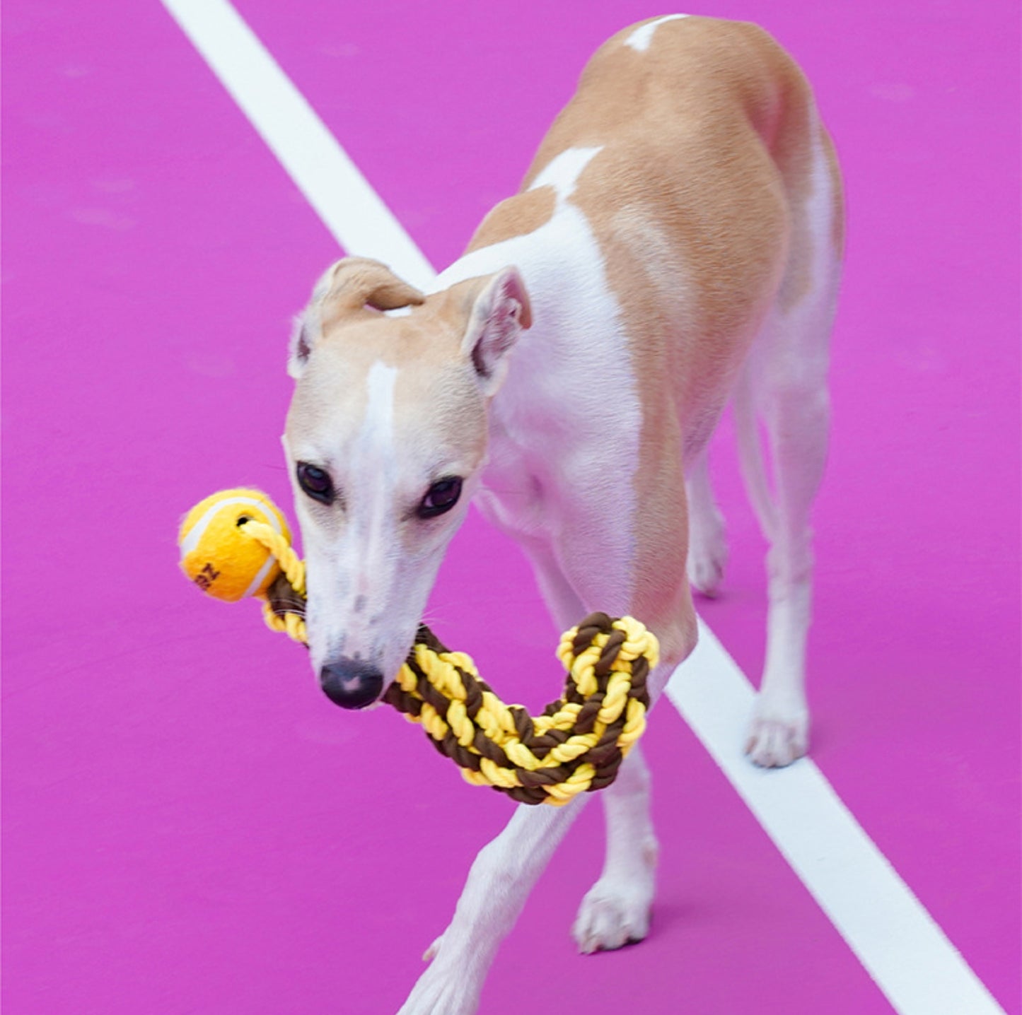 ZeZe Durable Rope Chew Toy for Dogs With Flet Ball