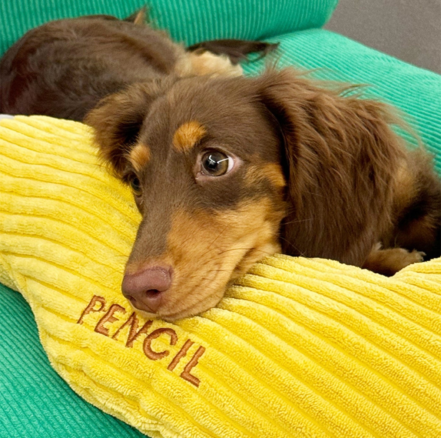 ZeZe "Question Mark" Pet Pillow