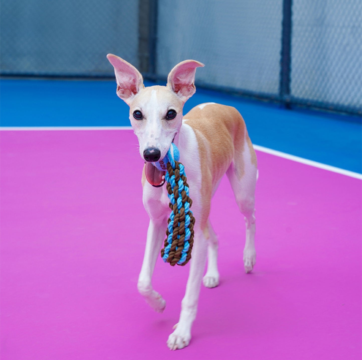 ZeZe Durable Rope Chew Toy for Dogs With Flet Ball