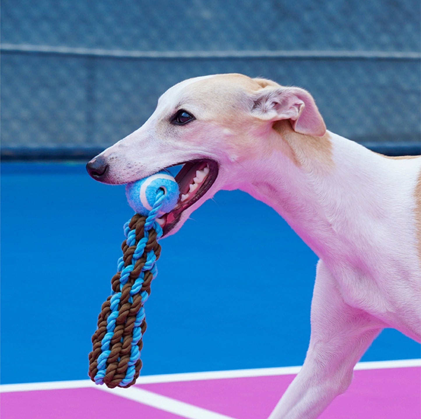 ZeZe Durable Rope Chew Toy for Dogs With Flet Ball
