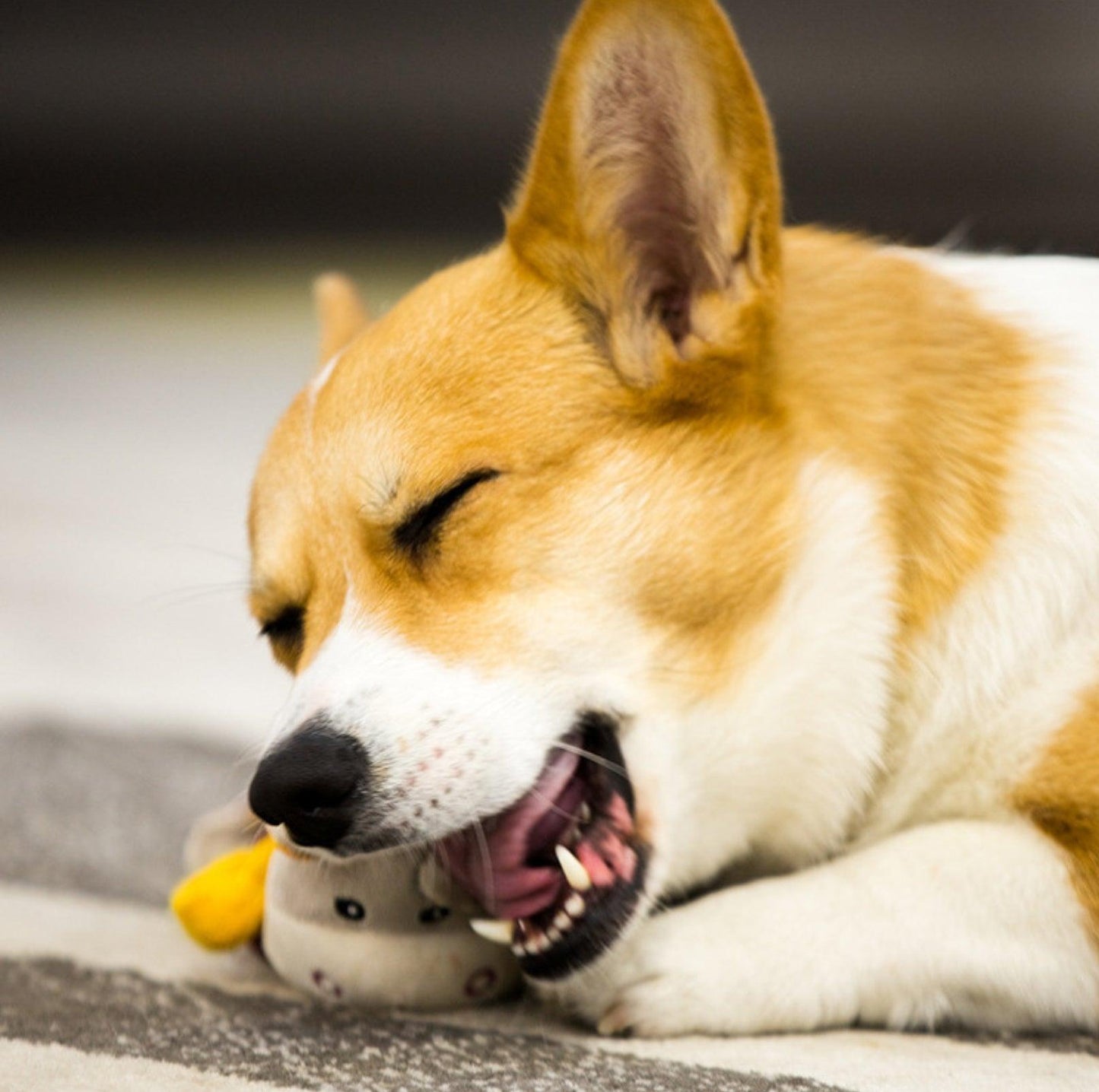GiGwi Honour Series - Interactive Plush Squeaky Toys for Small Dogs