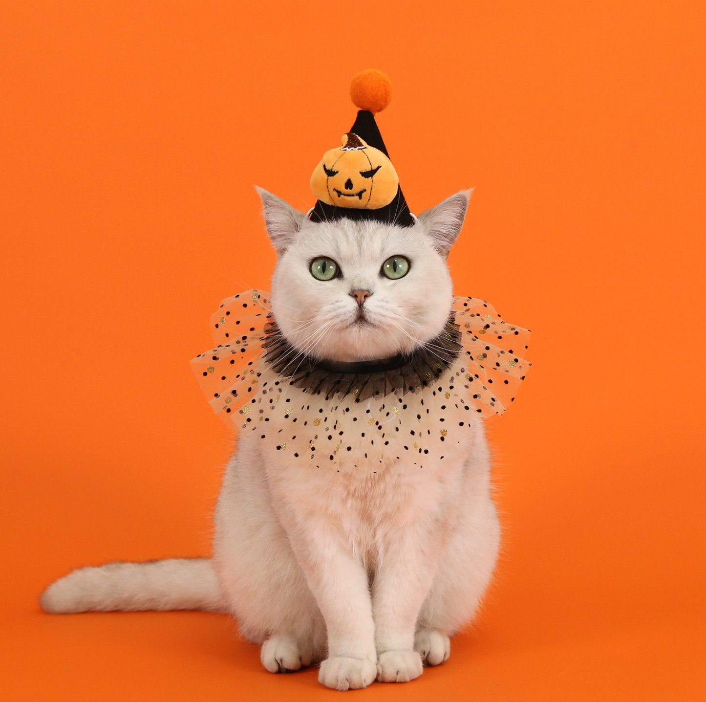 Halloween Pumpkin & Spider Hat for Cats and Dogs