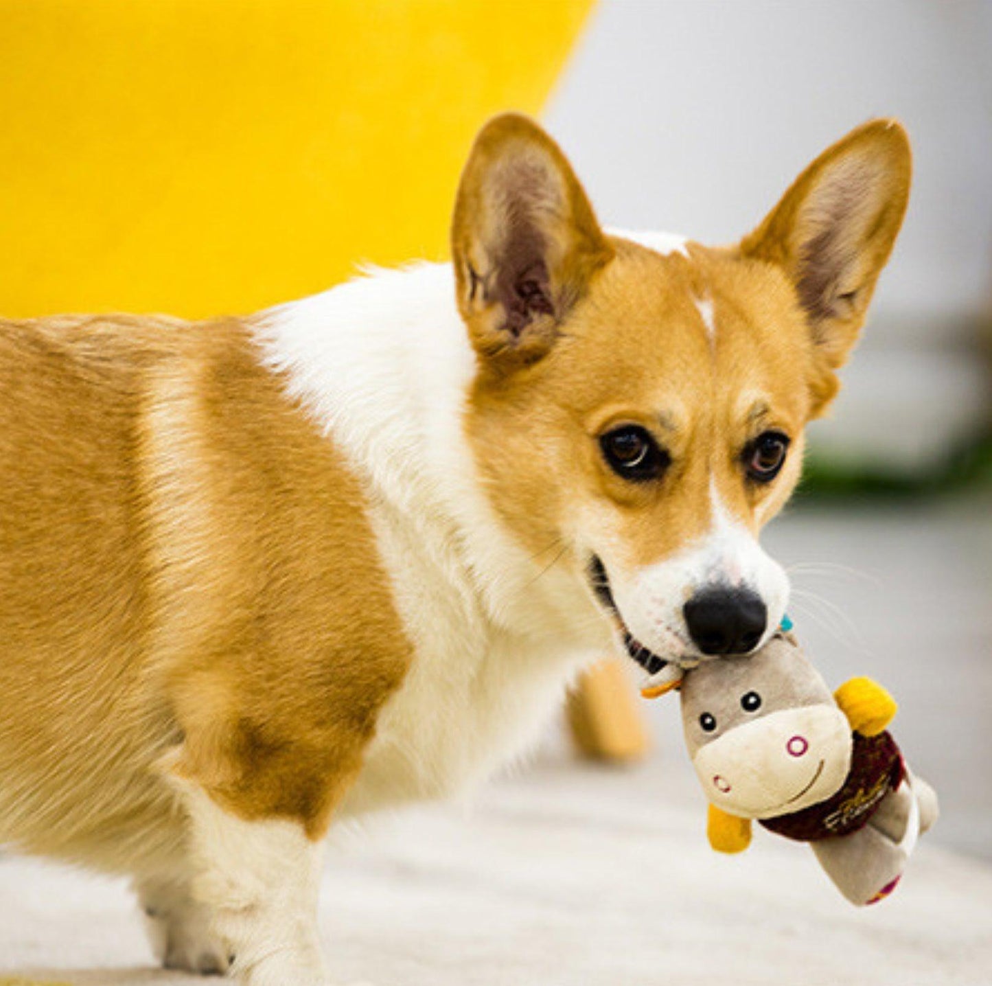 GiGwi Honour Series - Interactive Plush Squeaky Toys for Small Dogs