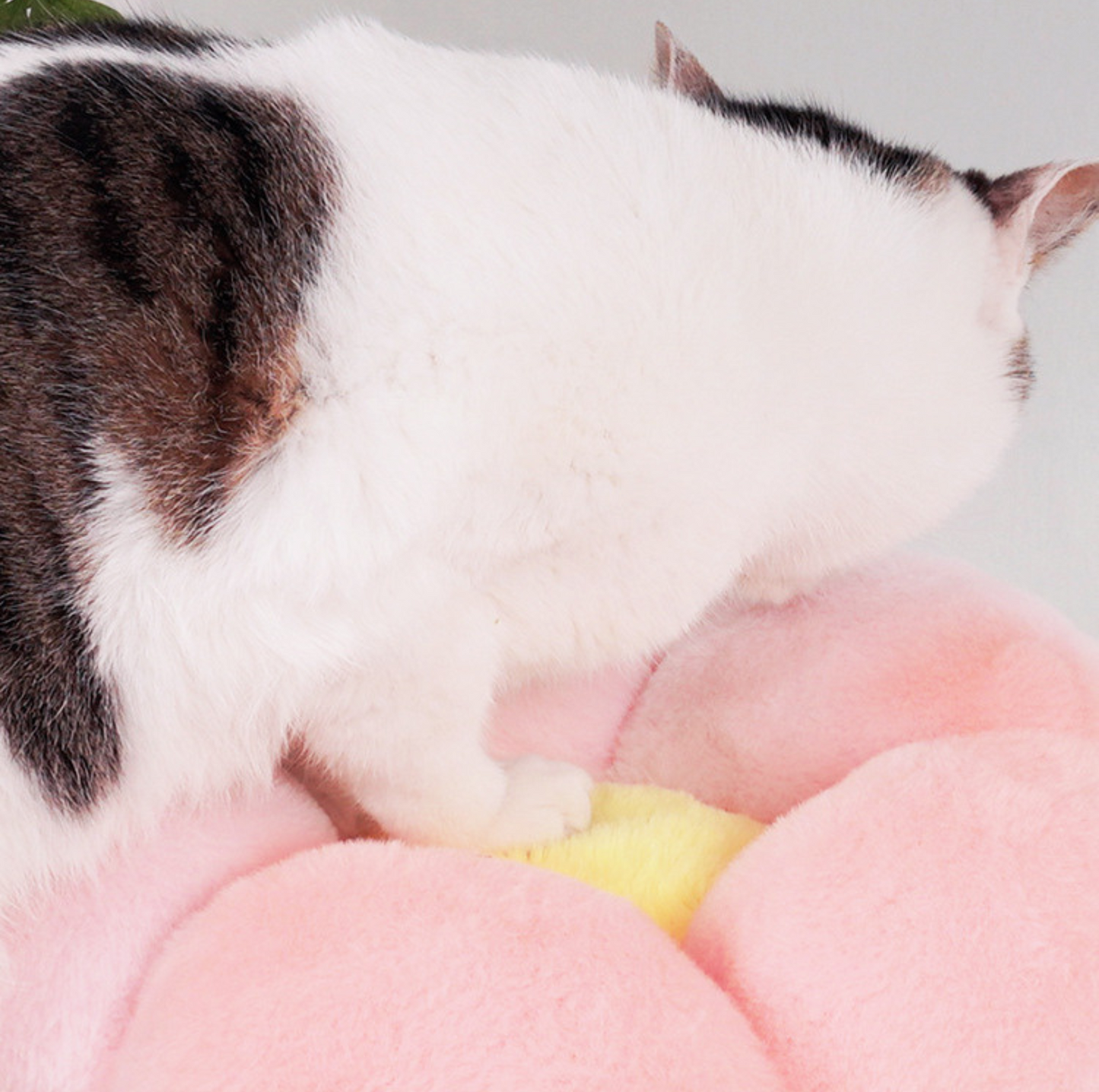 Colourful 3-Level Small Cat Tree