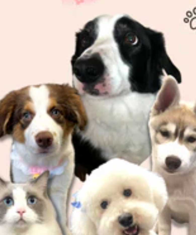 Group of adorable dogs and cats used in pet store marketing, highlighting a diverse range of pet supplies for all breeds.
