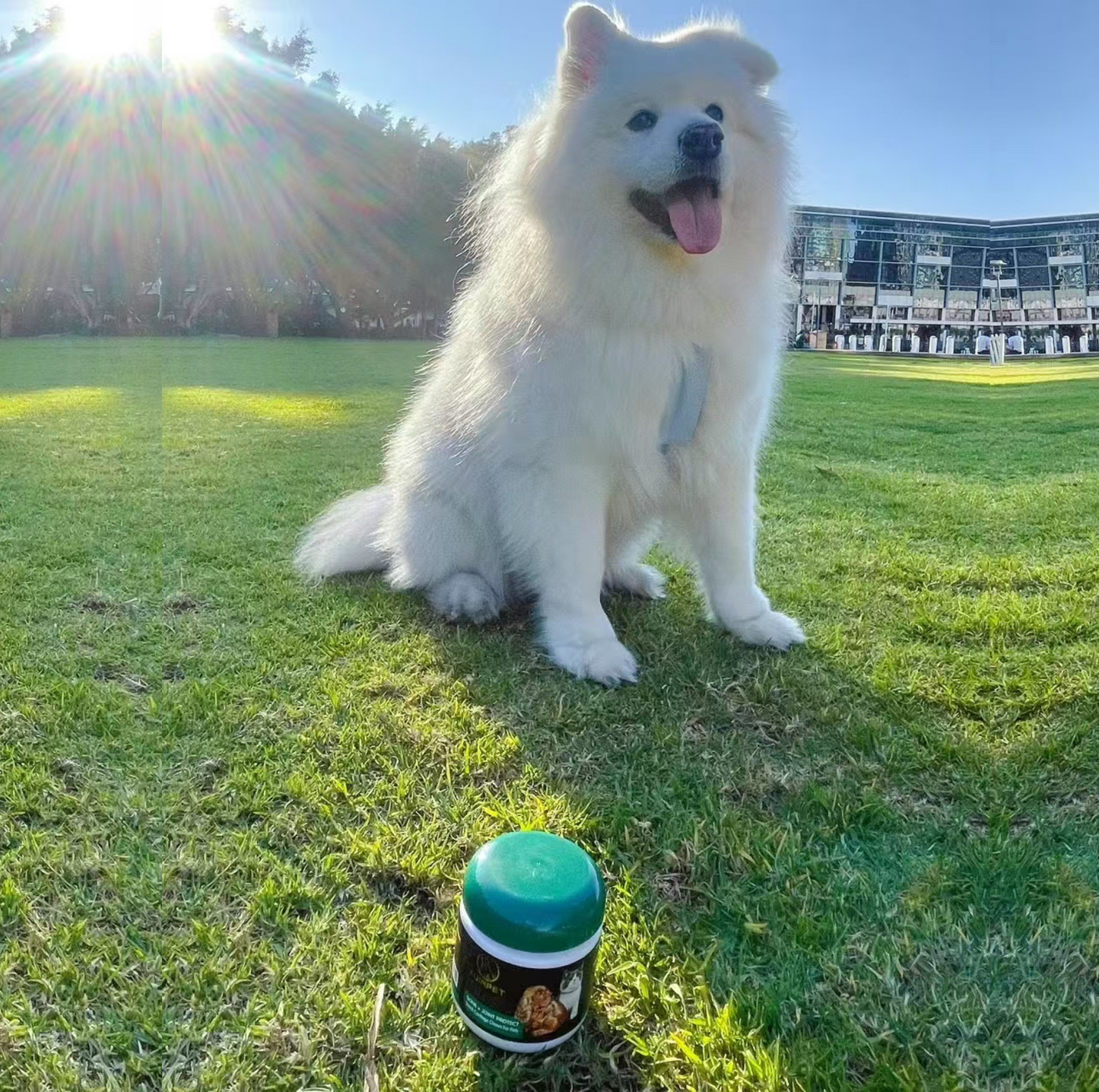 AUINPET BONE + JOINT PROTECT Shark Cartilage Chews For Pets - {{product.type}} - PawPawUp