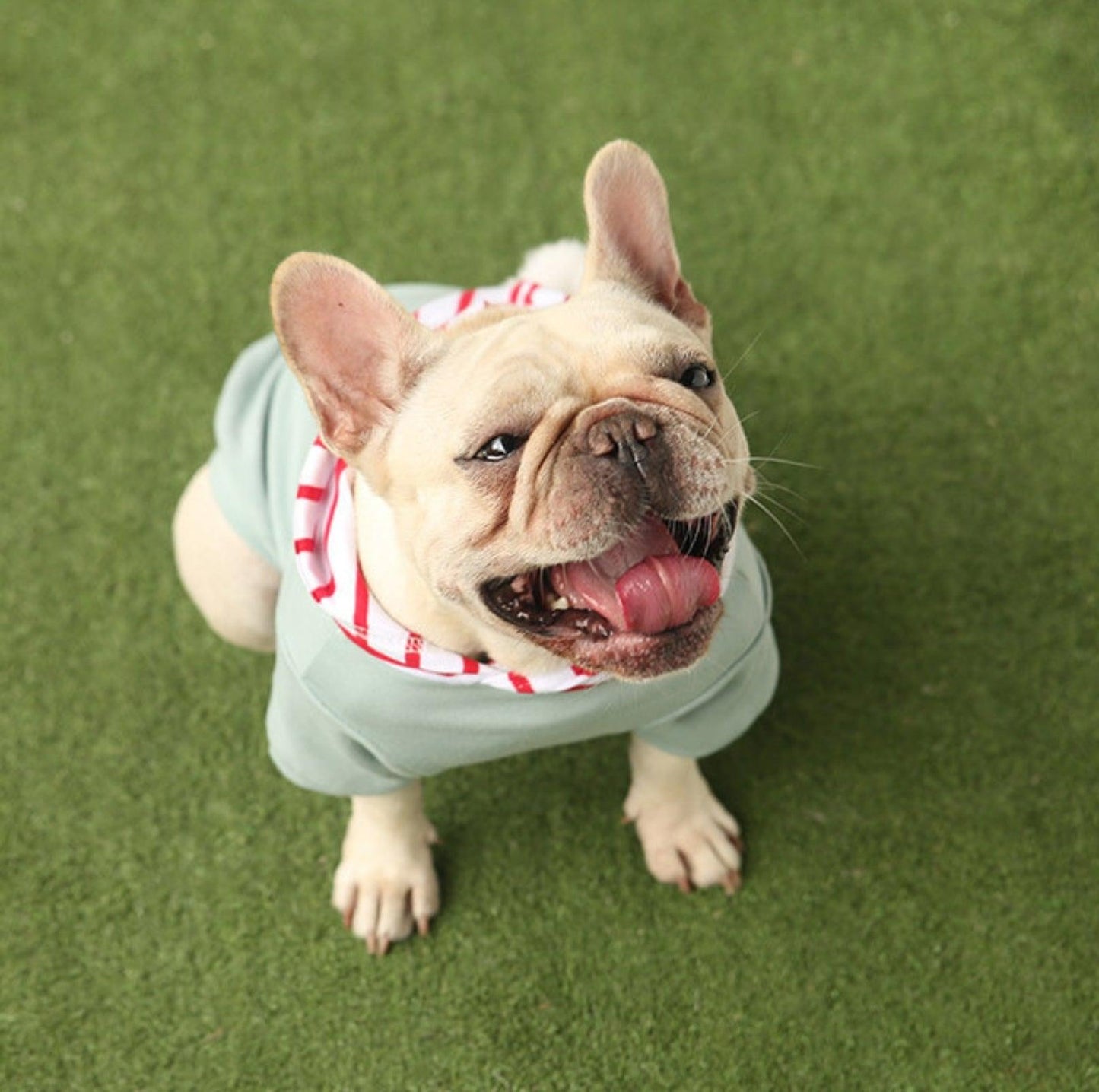 Chic Hooded Pet Jacket - Cozy Cotton Apparel - {{product.type}} - PawPawUp