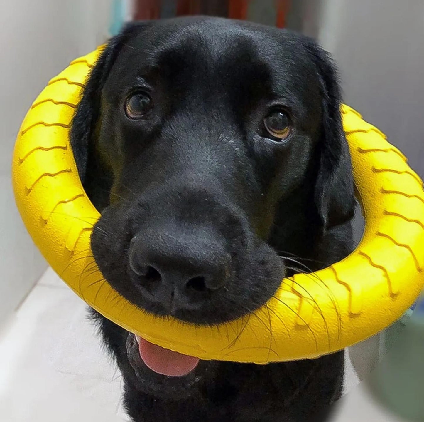 EVA Foam Dog Outdoor Training Toys - Ball & Tug Ring Styles - {{product.type}} - PawPawUp