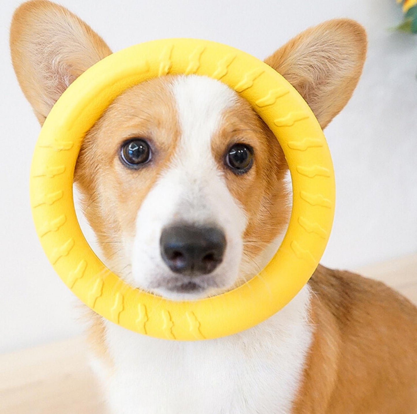 EVA Foam Dog Outdoor Training Toys - Ball & Tug Ring Styles - {{product.type}} - PawPawUp