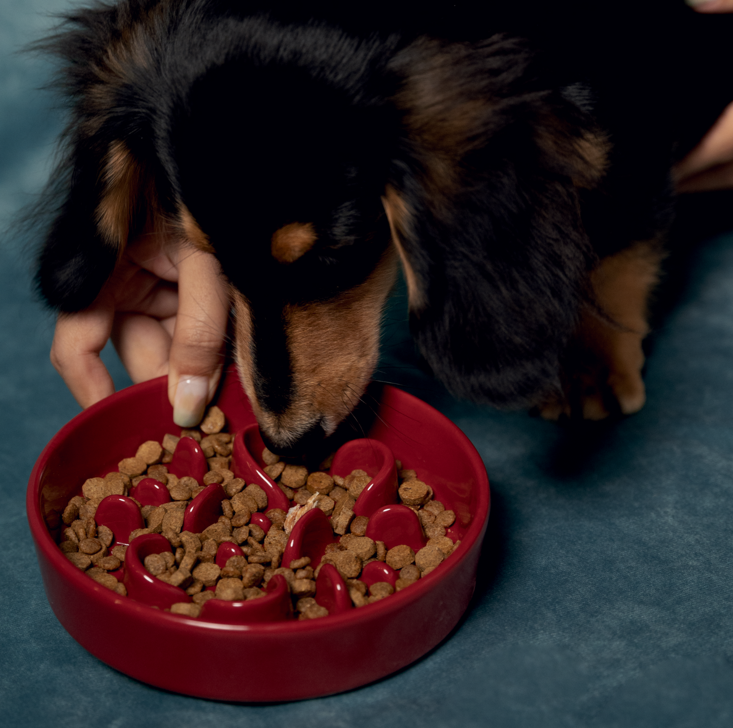 KAMA MUTA Ceramic Slow Feeder Bowl - {{product.type}} - PawPawUp