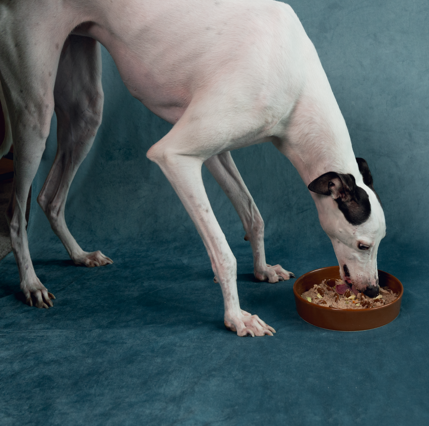 KAMA MUTA Ceramic Slow Feeder Bowl - {{product.type}} - PawPawUp