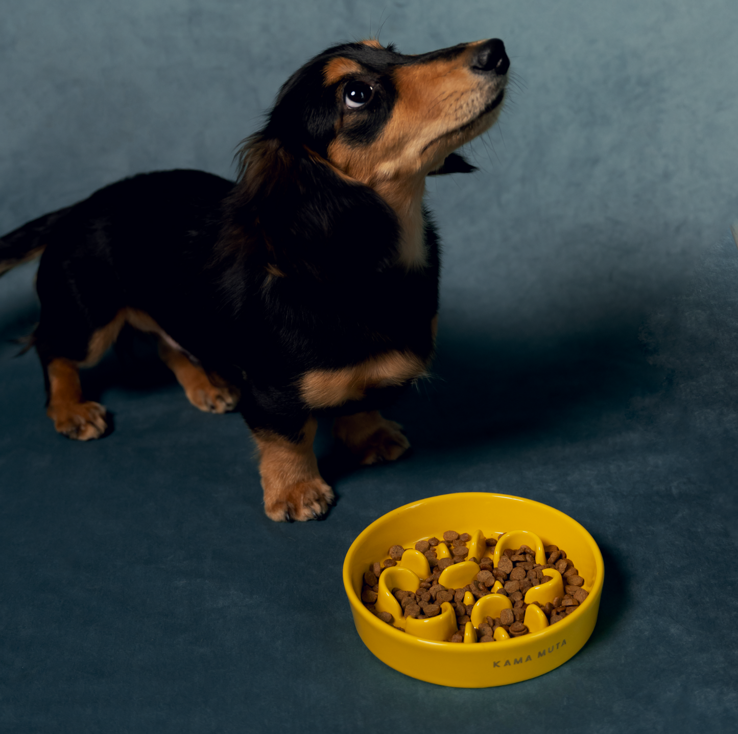 KAMA MUTA Ceramic Slow Feeder Bowl - {{product.type}} - PawPawUp