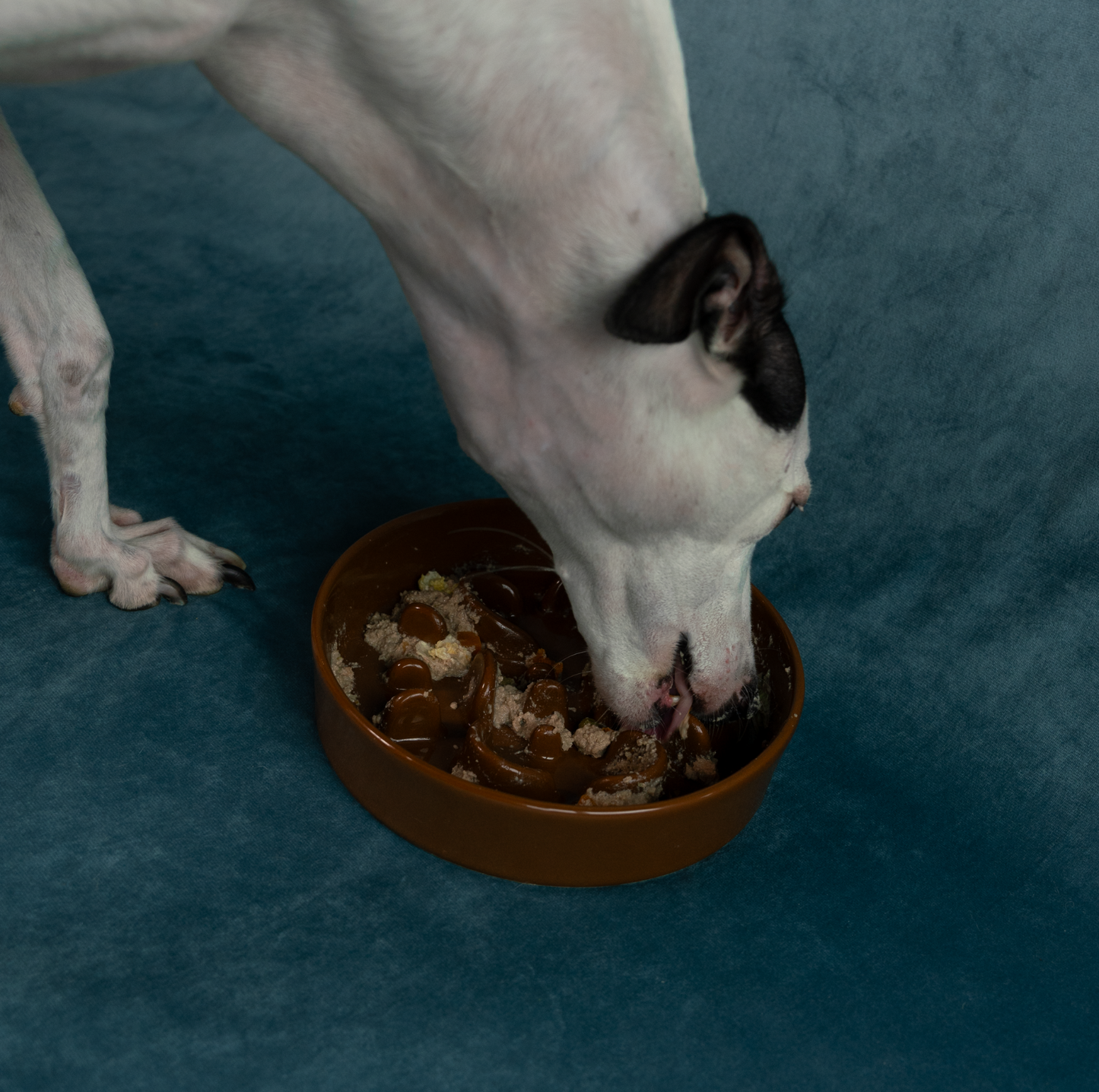 KAMA MUTA Ceramic Slow Feeder Bowl - {{product.type}} - PawPawUp