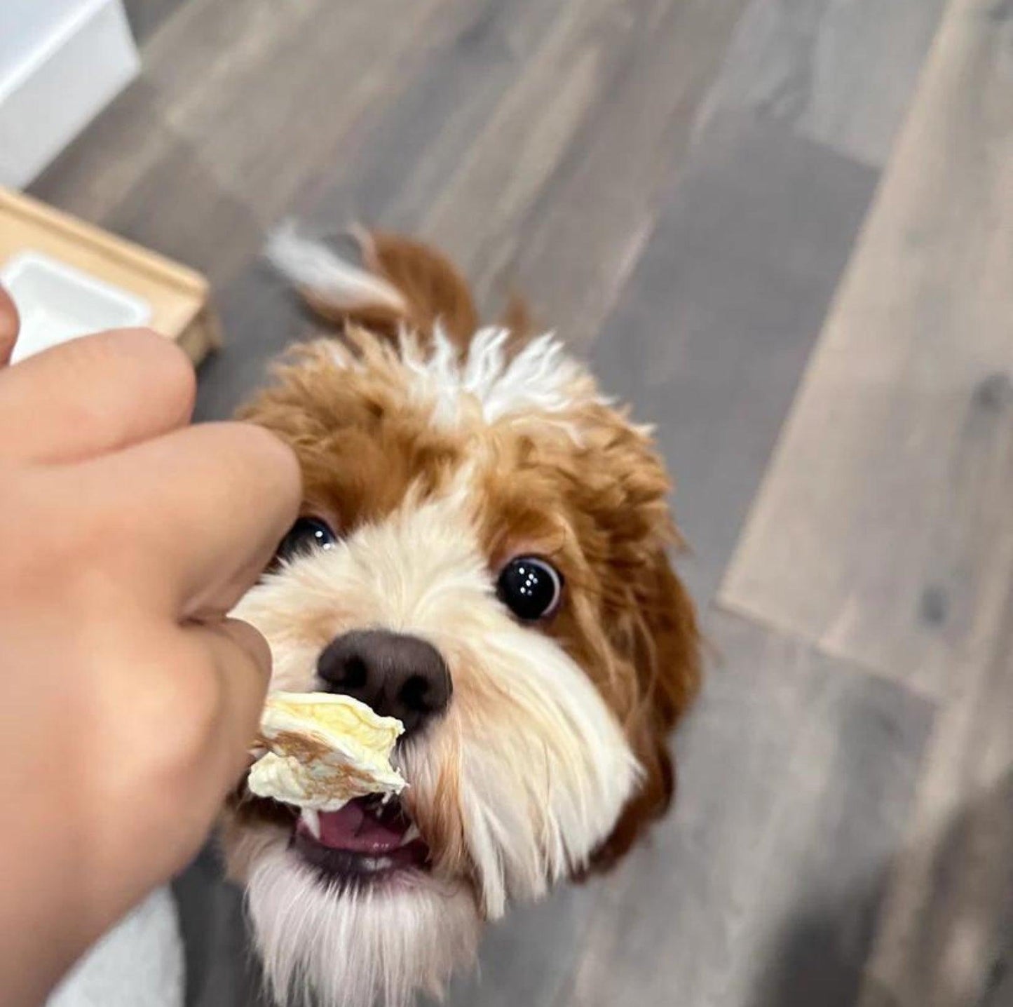 Pawcket Freeze-Dried Raw Prawn | Dog and Cat Treat - {{product.type}} - PawPawUp
