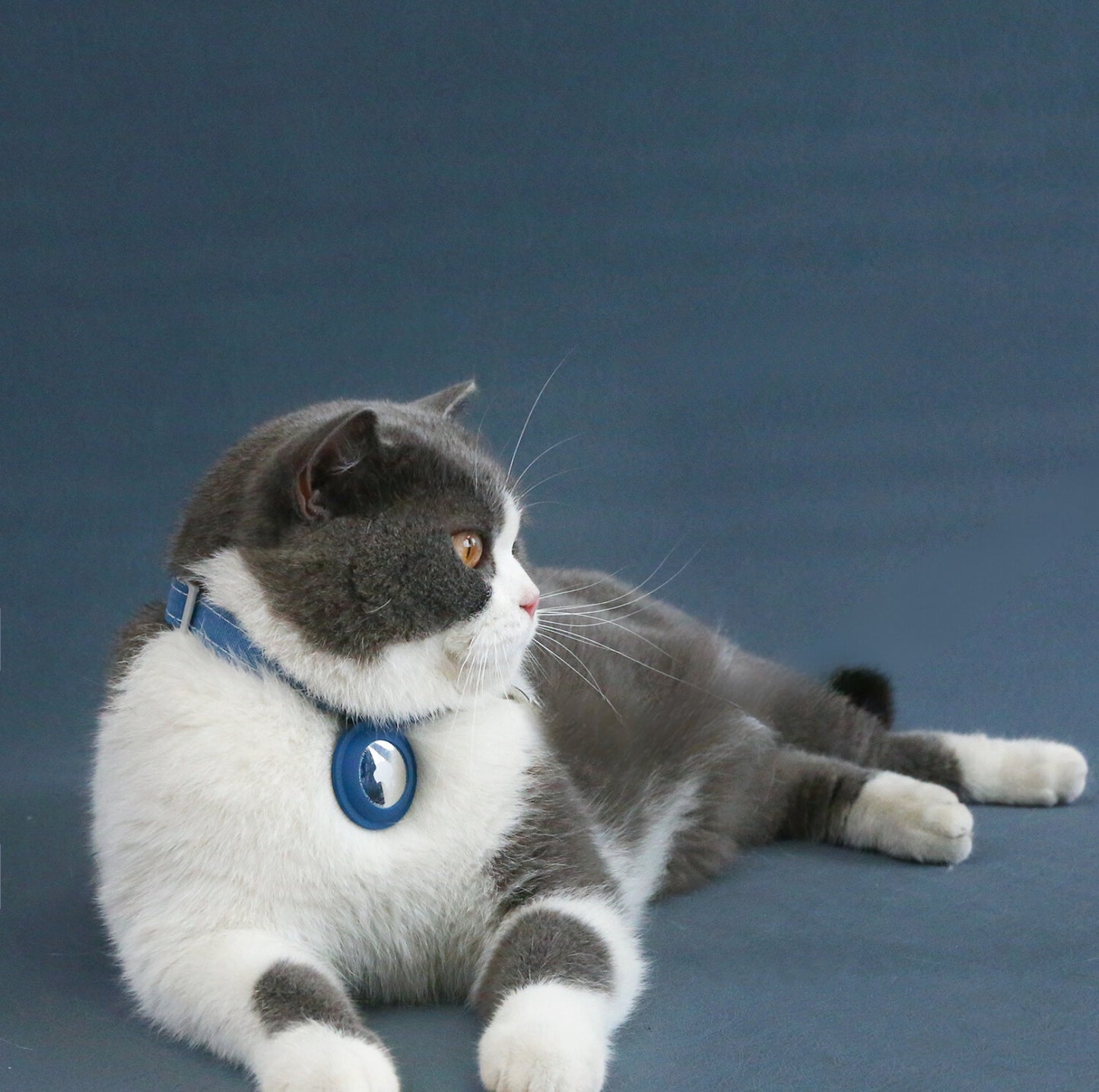 Pet Accessory Collar with Silicone AirTag Pocket Safety & Tracking - {{product.type}} - PawPawUp