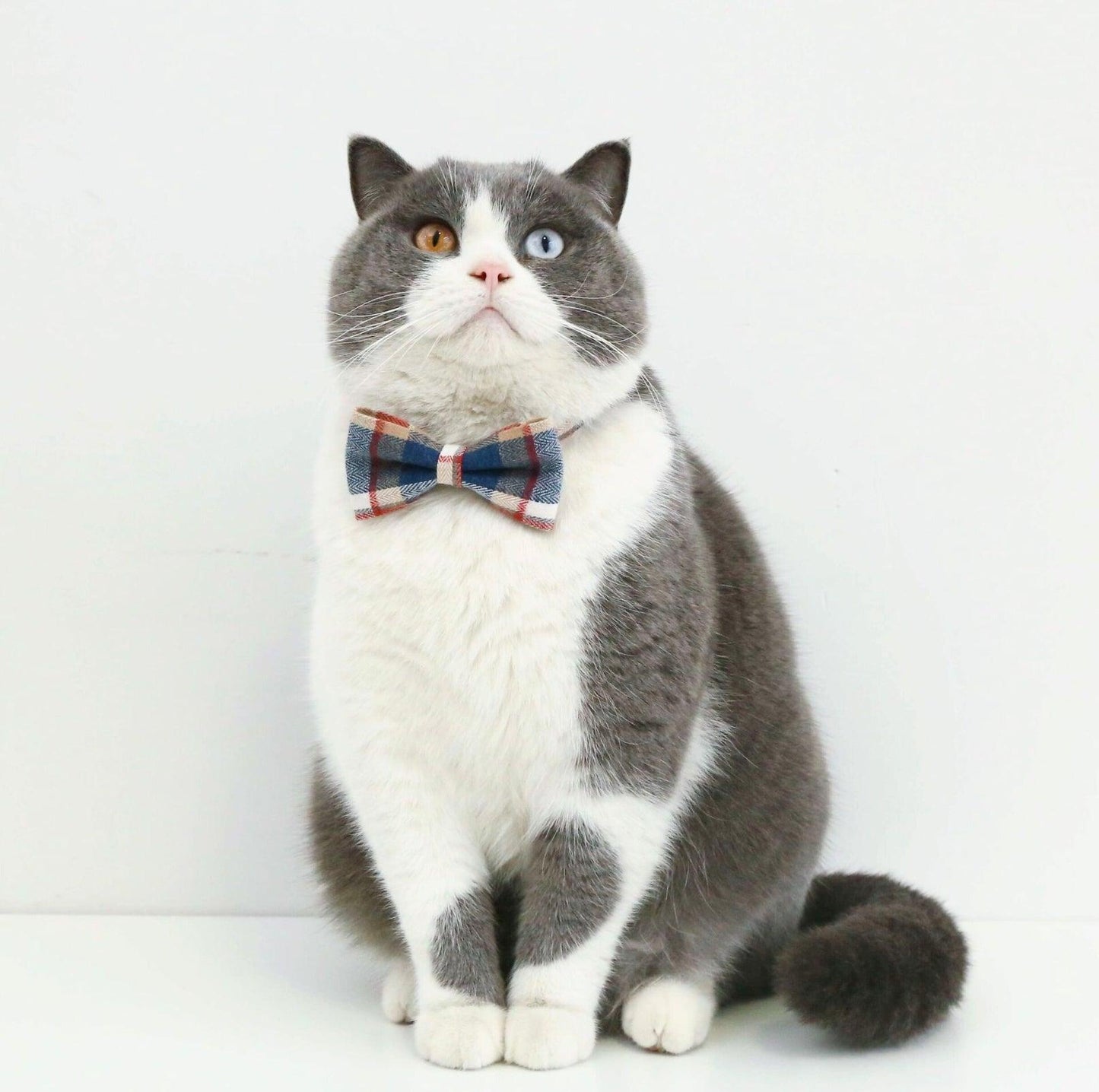Pet Adjustable Bow/Tie Collar with Plaid Pattern - {{product.type}} - PawPawUp