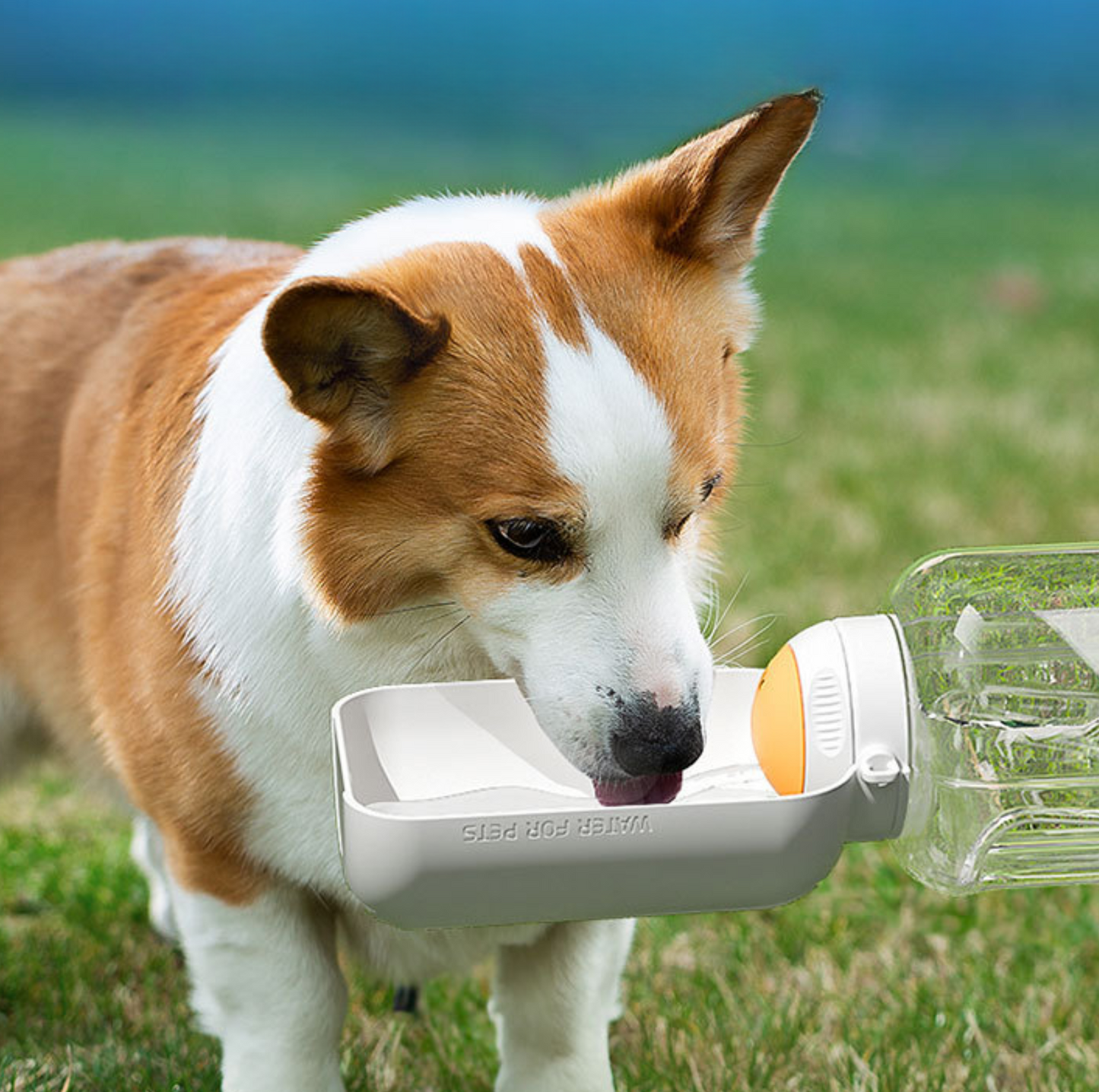 Portable Pet Water & Food Bottle – Large Capacity Travel Companion - {{product.type}} - PawPawUp