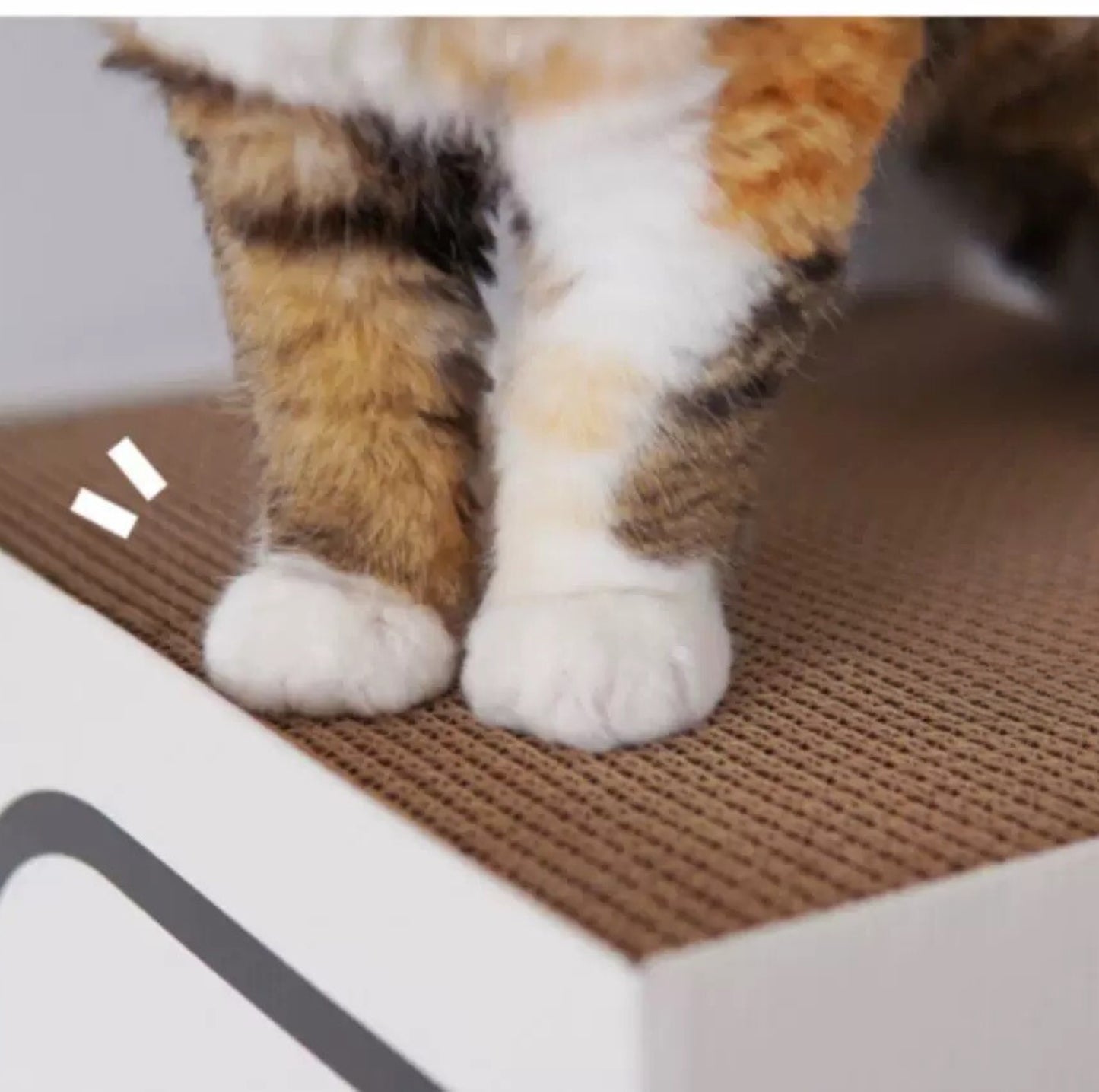 PURROOM Little Chicken Series: Rectangular Box Cat Scratcher - {{product.type}} - PawPawUp