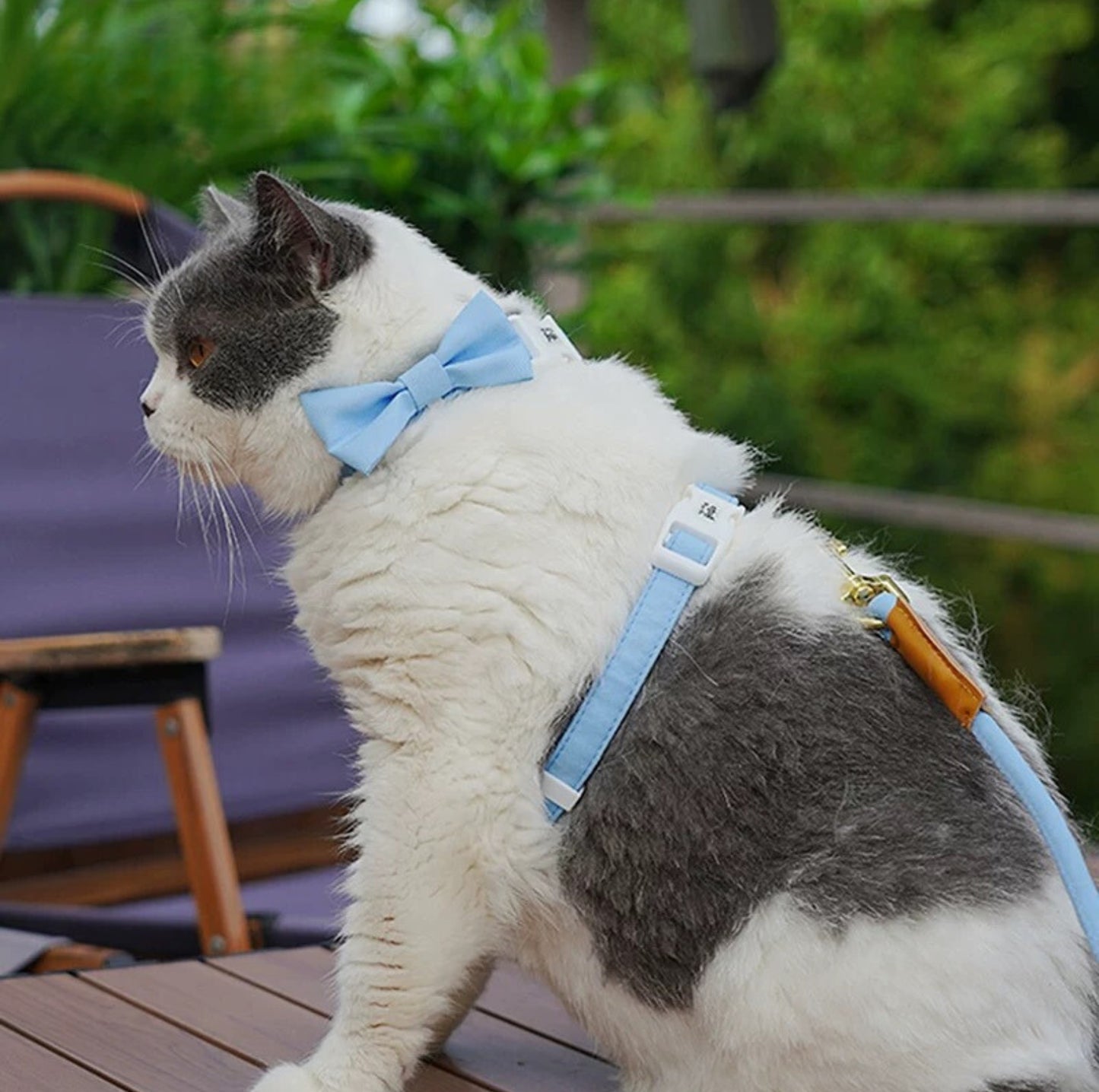 Purrpy Candy Cat Harness and Leash Set - {{product.type}} - PawPawUp