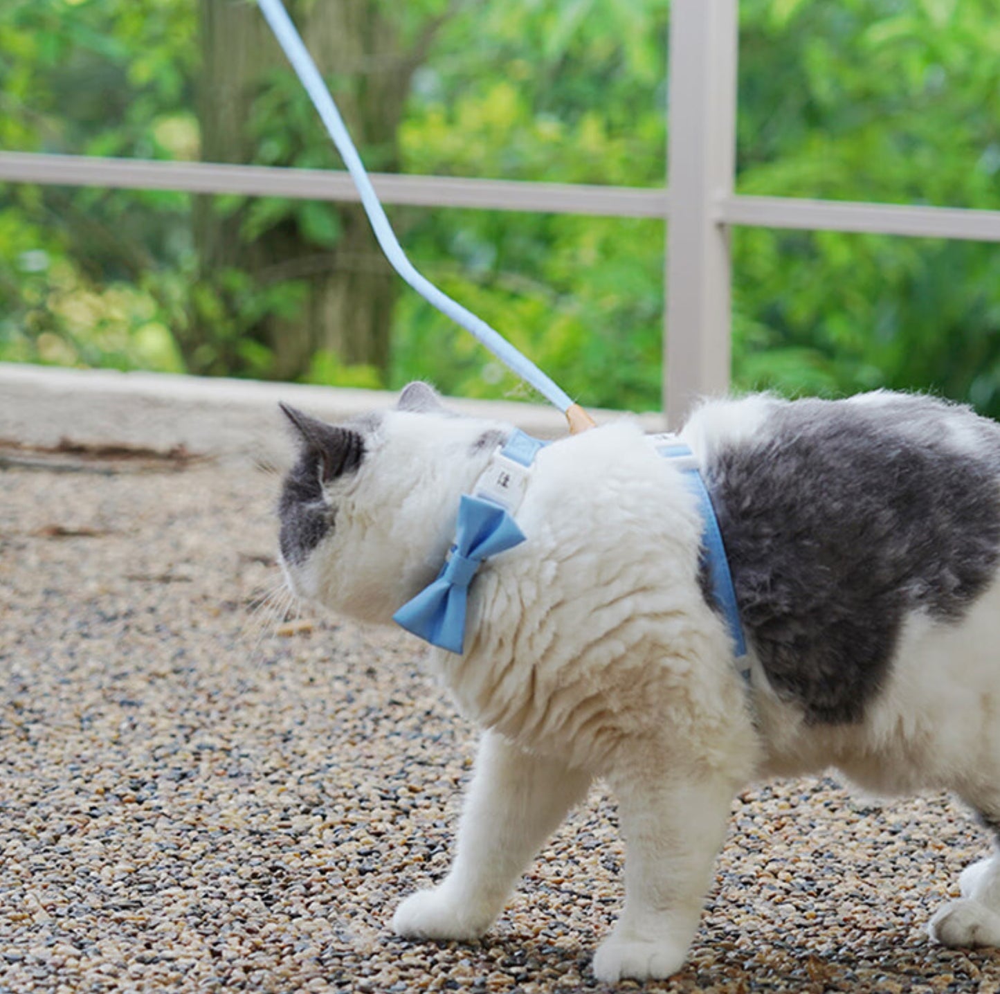 Purrpy Candy Cat Harness and Leash Set - {{product.type}} - PawPawUp