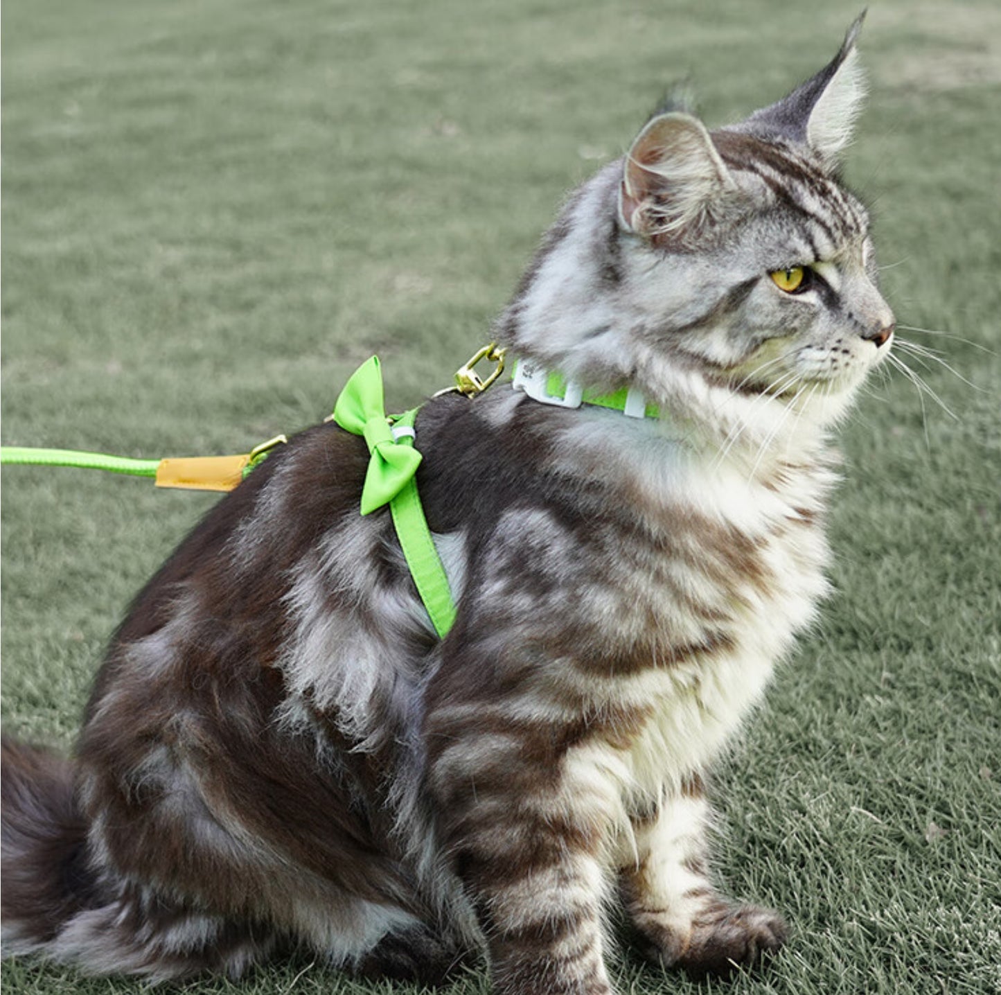 Purrpy Candy Cat Harness and Leash Set - {{product.type}} - PawPawUp