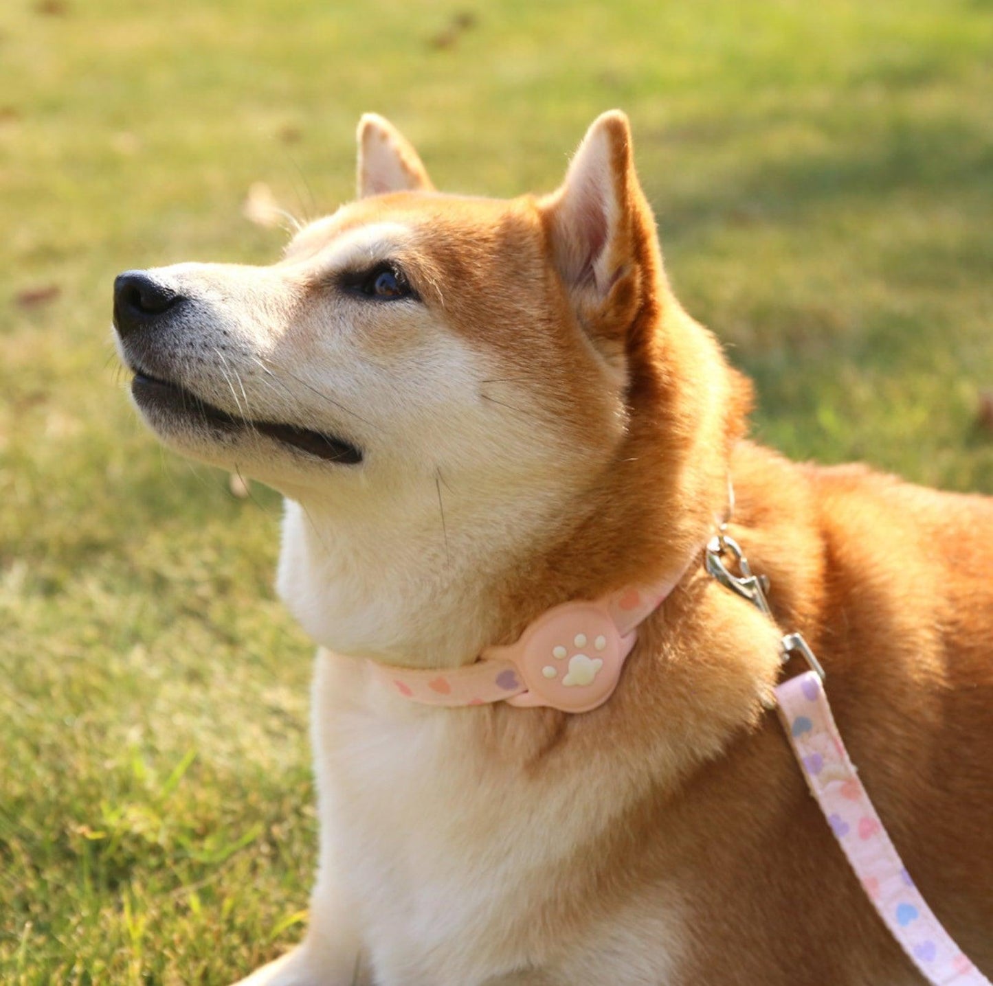 Silicone AirTag Collar Accessory for Pet Safety & Tracking - {{product.type}} - PawPawUp