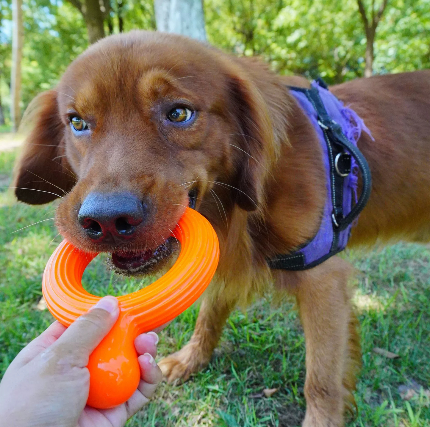 Tough Tug Ring – Chew & Play Toy for Dogs - {{product.type}} - PawPawUp