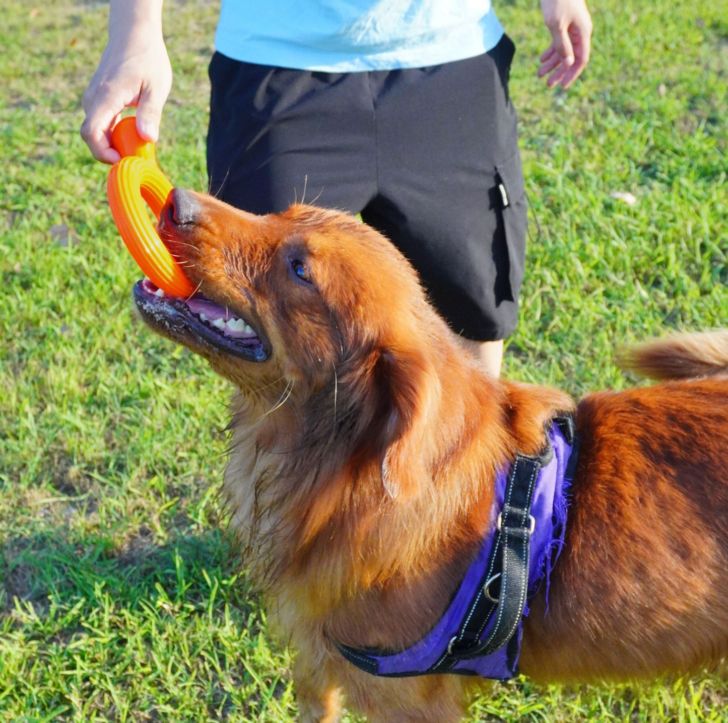 Tough Tug Ring – Chew & Play Toy for Dogs - {{product.type}} - PawPawUp