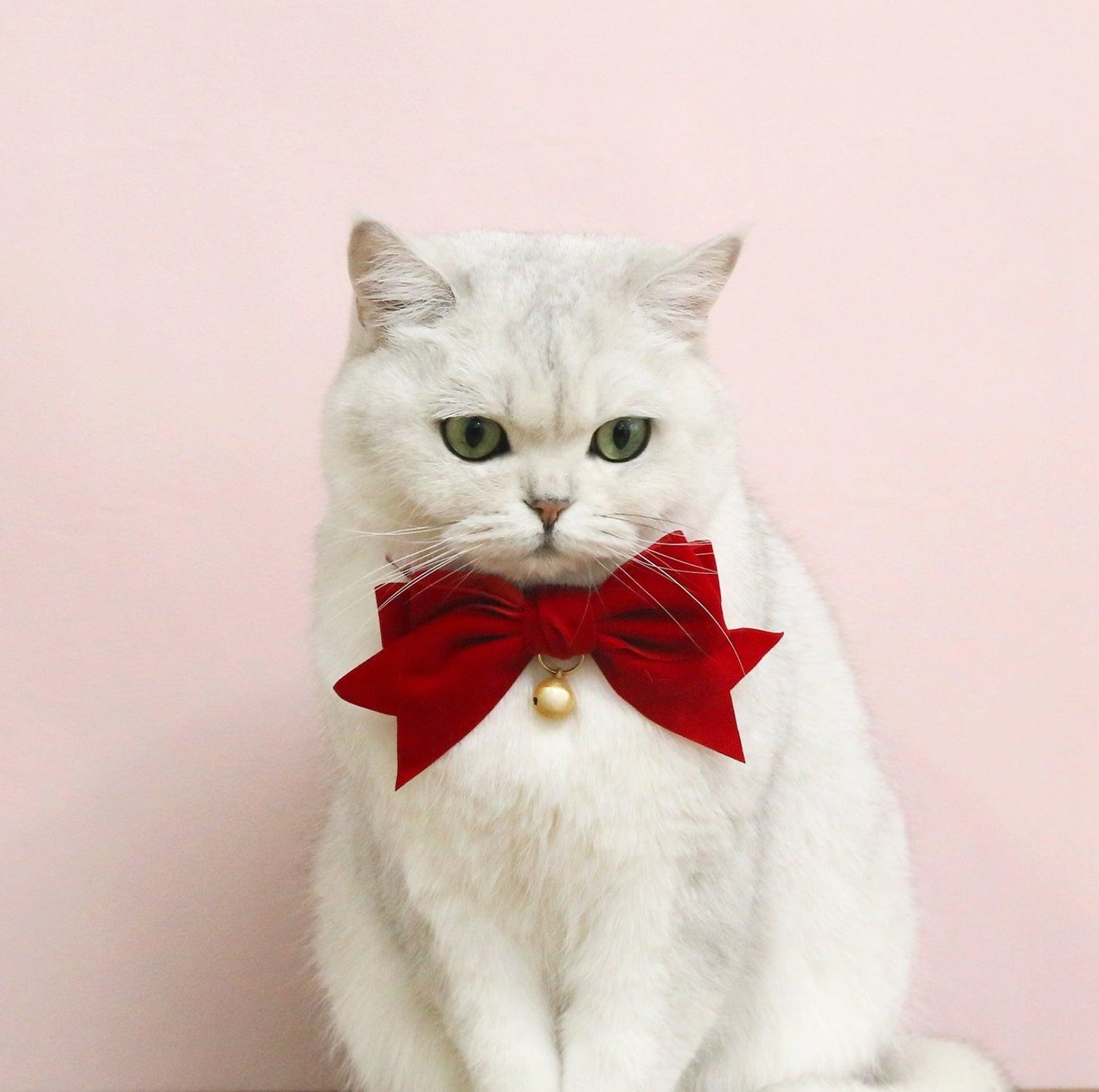 Velvet Bowtie Birthday Collar for Pets - Red with Bell - {{product.type}} - PawPawUp