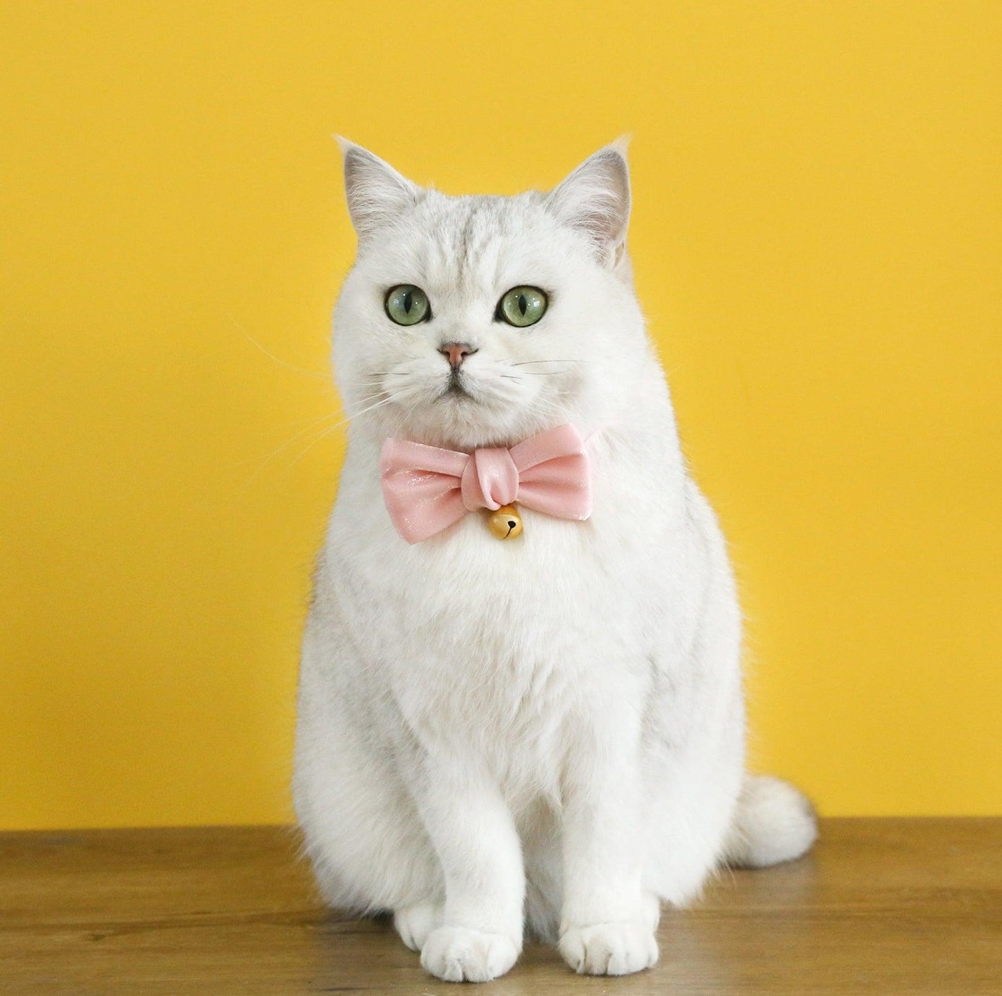 Velvet Pearl Bow Adjustable Pet Collar - {{product.type}} - PawPawUp