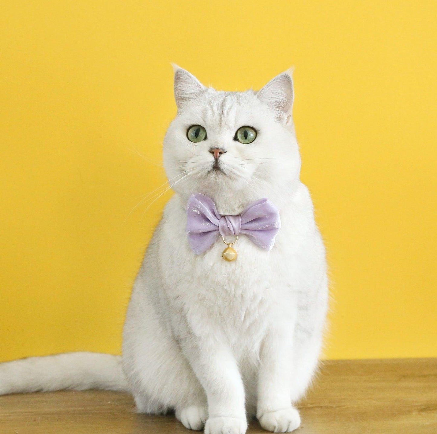 Velvet Pearl Bow Adjustable Pet Collar - {{product.type}} - PawPawUp