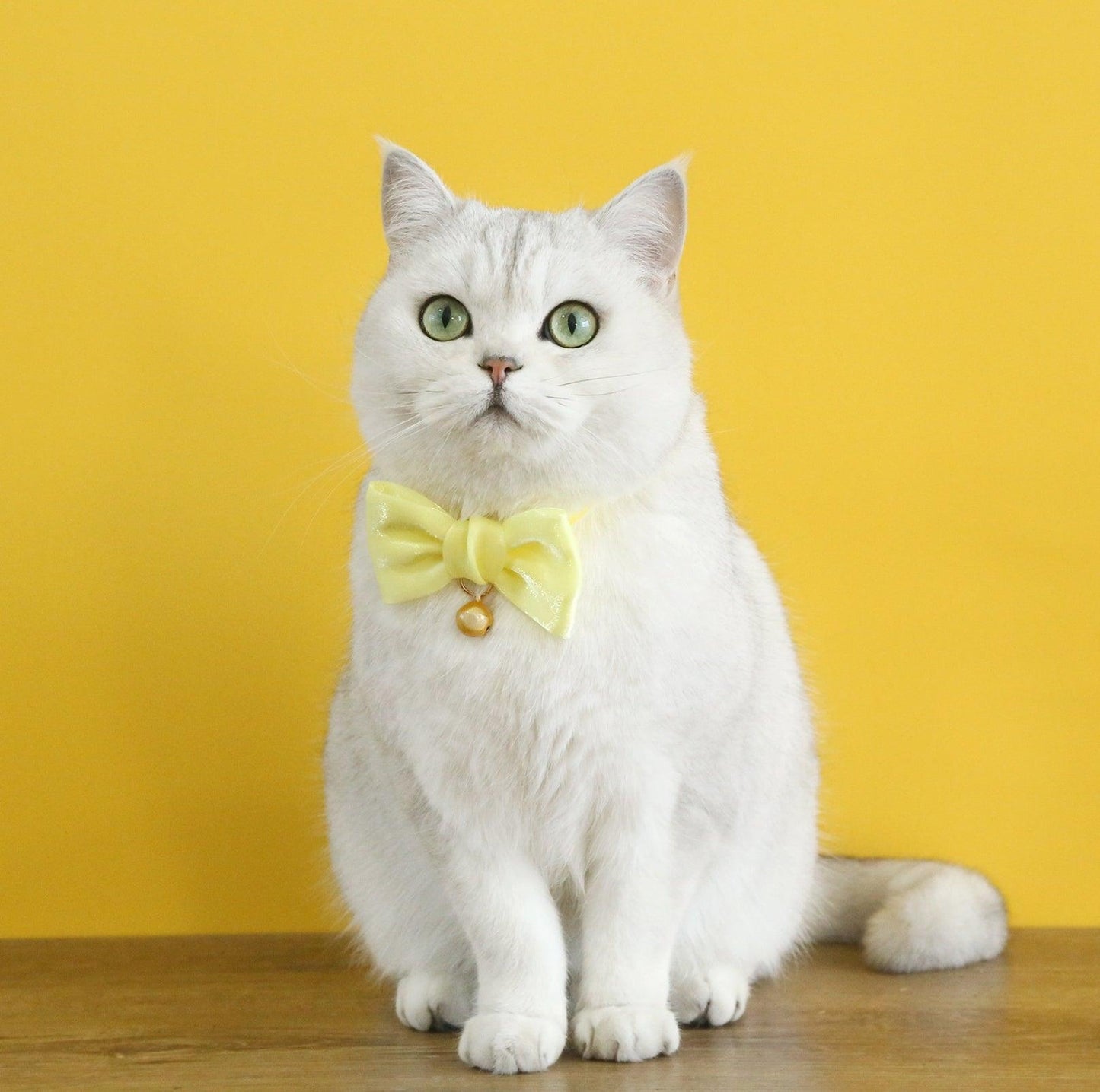 Velvet Pearl Bow Adjustable Pet Collar - {{product.type}} - PawPawUp