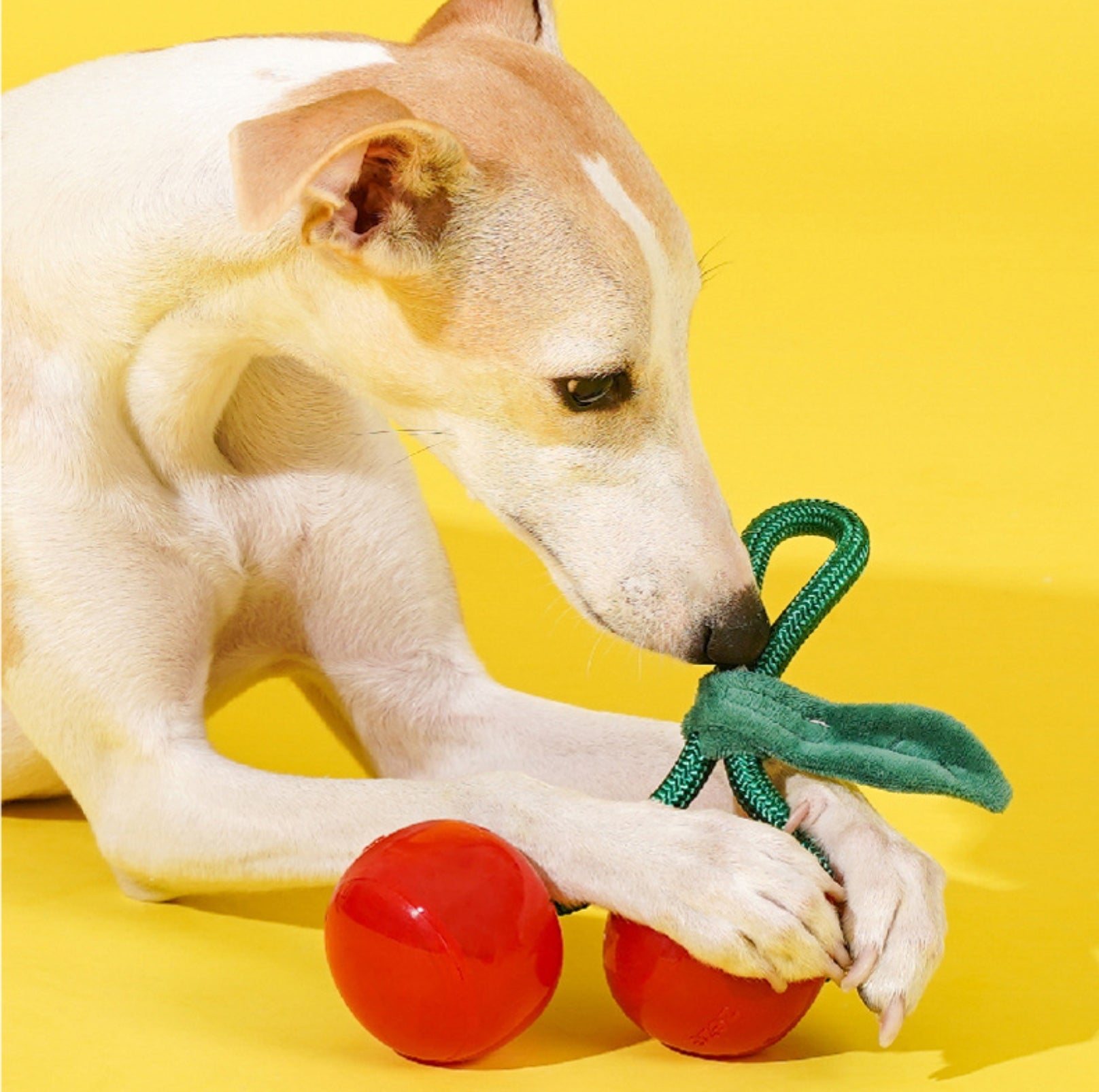 ZeZe Crystal Fruit Rope Chew Toy – Cherry & Orange (TPR Dental Tug Toy for Dogs) - {{product.type}} - PawPawUp