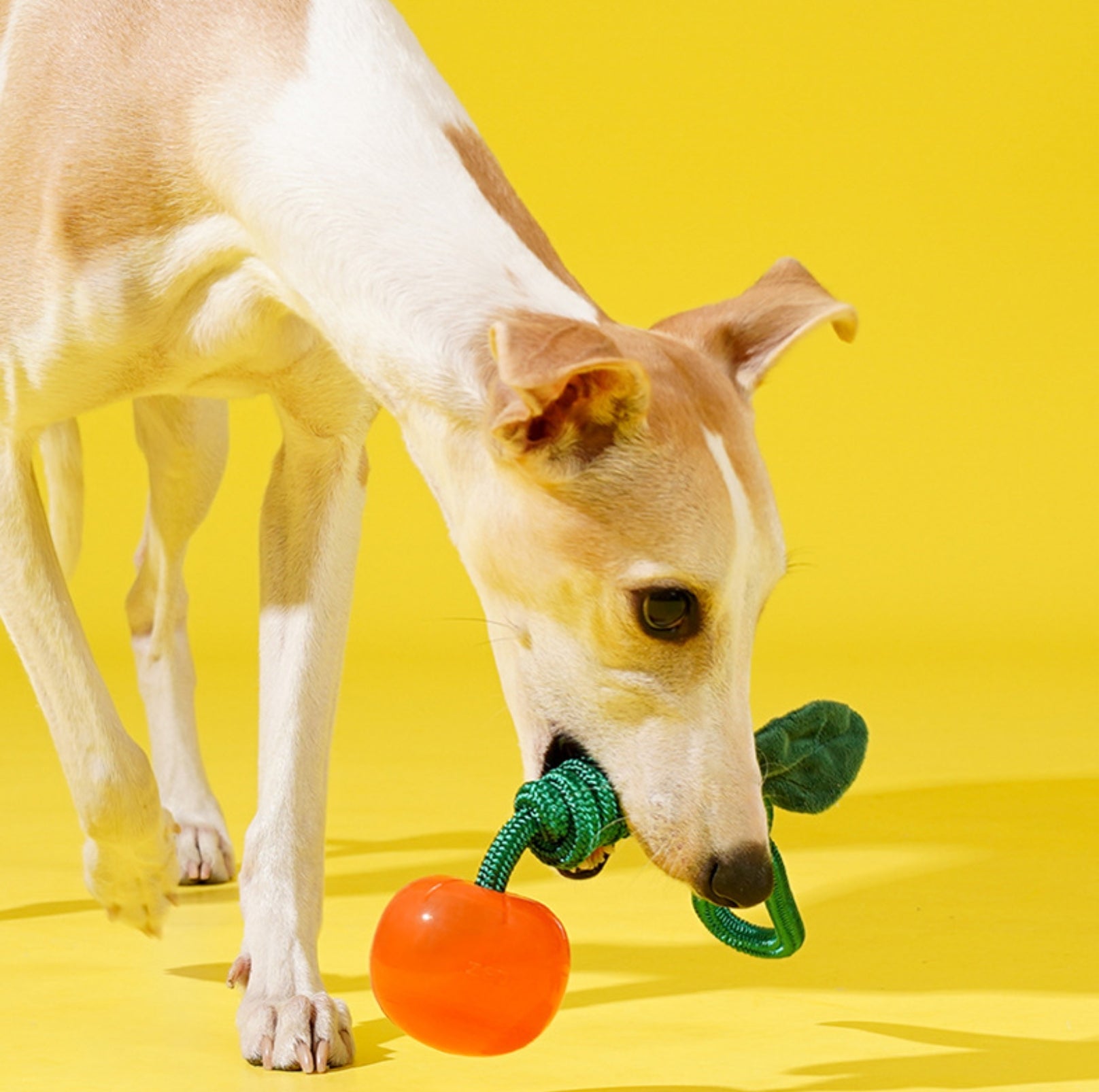 ZeZe Crystal Fruit Rope Chew Toy – Cherry & Orange (TPR Dental Tug Toy for Dogs) - {{product.type}} - PawPawUp