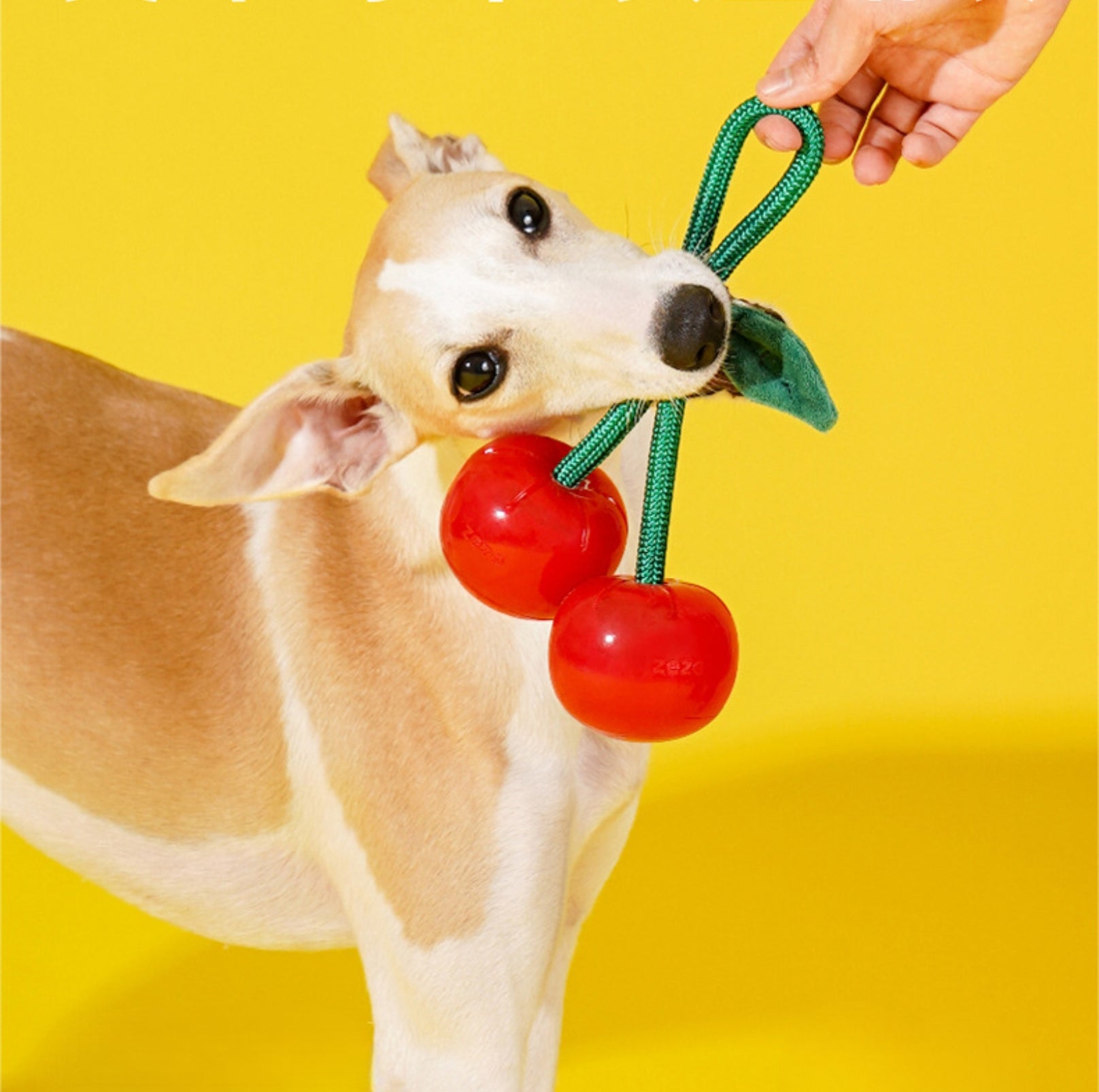 ZeZe Crystal Fruit Rope Chew Toy – Cherry & Orange (TPR Dental Tug Toy for Dogs) - {{product.type}} - PawPawUp