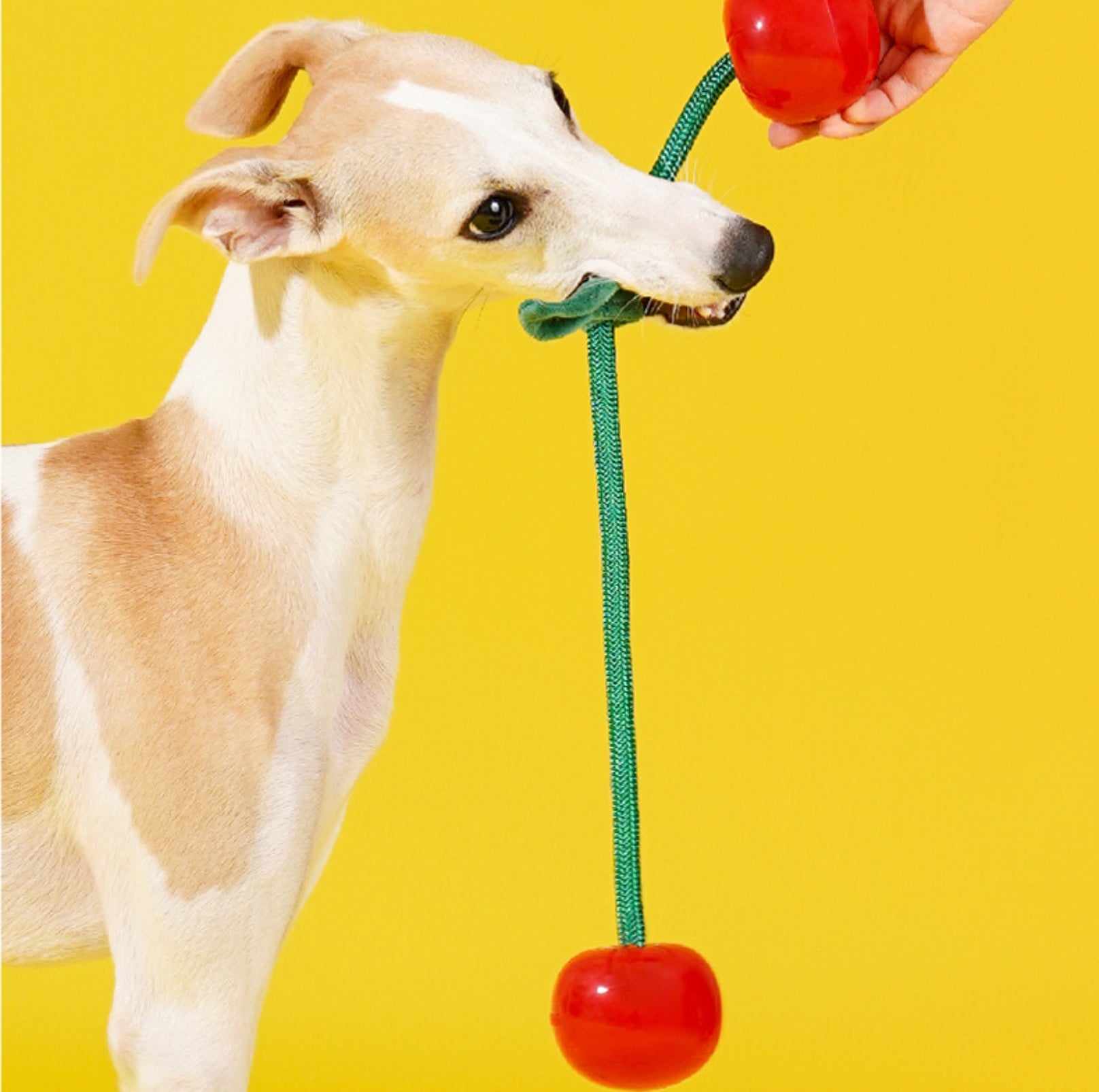 ZeZe Crystal Fruit Rope Chew Toy – Cherry & Orange (TPR Dental Tug Toy for Dogs) - {{product.type}} - PawPawUp