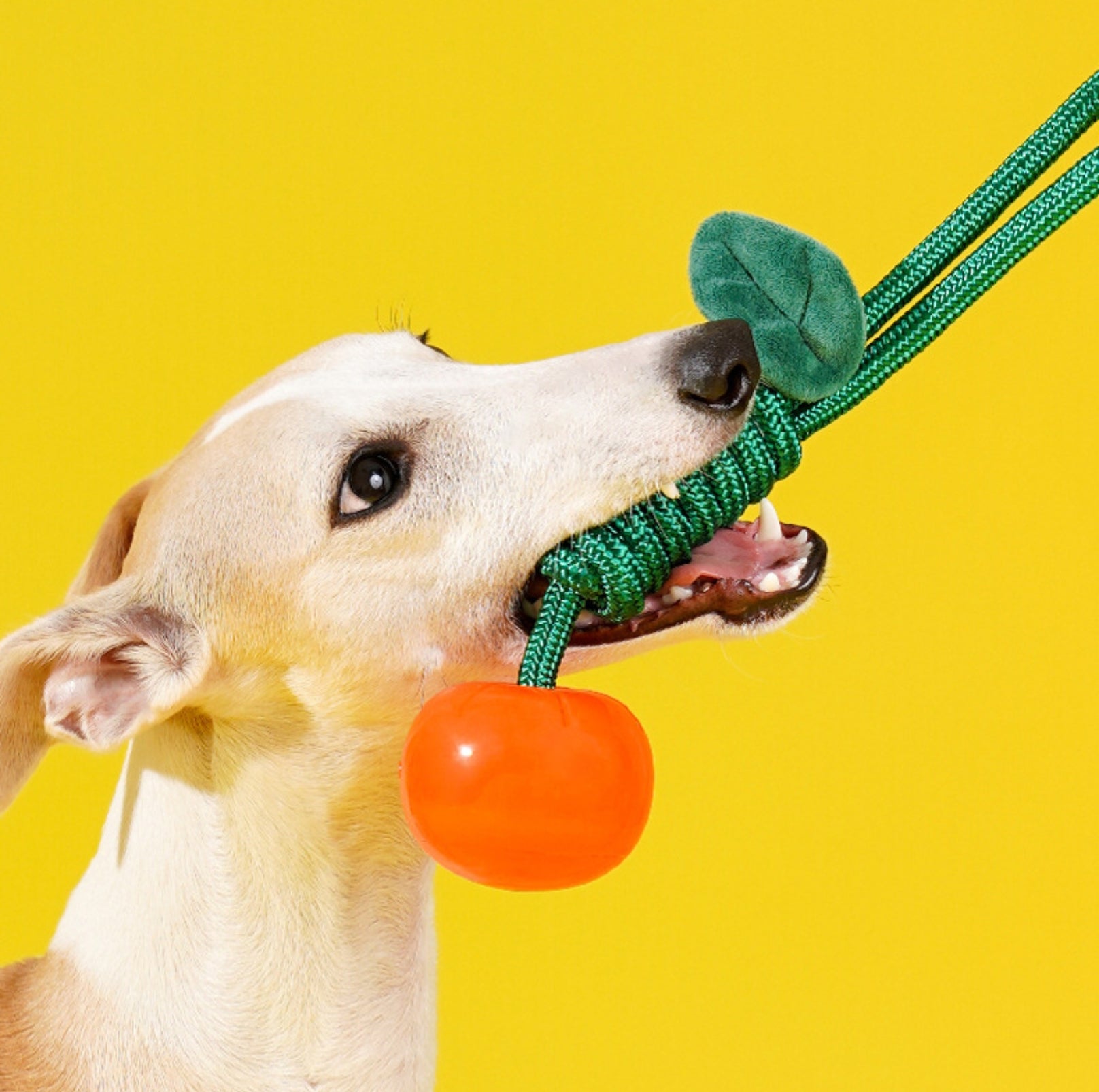 ZeZe Crystal Fruit Rope Chew Toy – Cherry & Orange (TPR Dental Tug Toy for Dogs) - {{product.type}} - PawPawUp