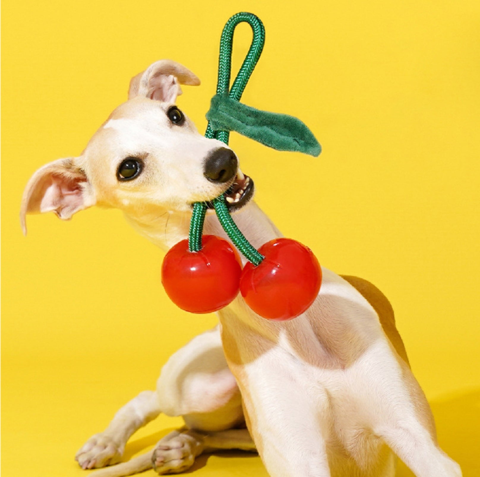 ZeZe Crystal Fruit Rope Chew Toy – Cherry & Orange (TPR Dental Tug Toy for Dogs) - {{product.type}} - PawPawUp