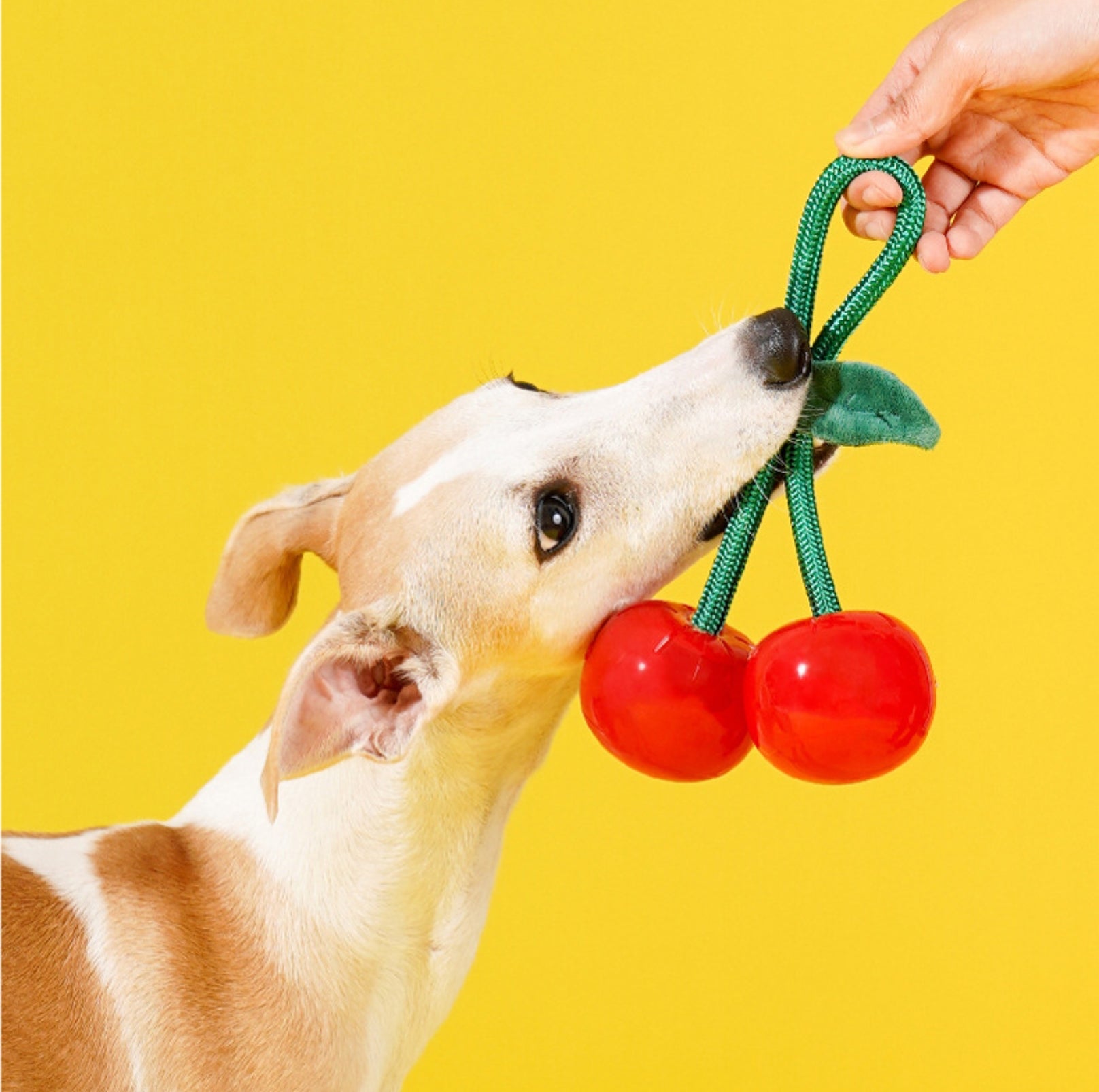 ZeZe Crystal Fruit Rope Chew Toy – Cherry & Orange (TPR Dental Tug Toy for Dogs) - {{product.type}} - PawPawUp