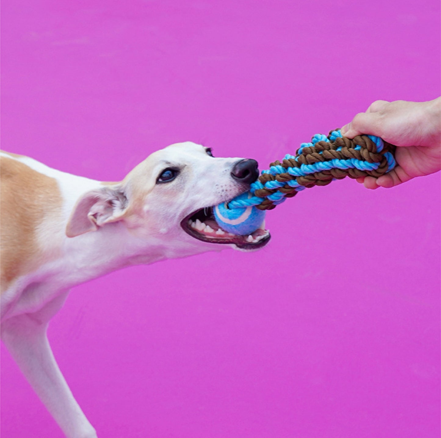 ZeZe Durable Rope Chew Toy for Dogs With Flet Ball - {{product.type}} - PawPawUp